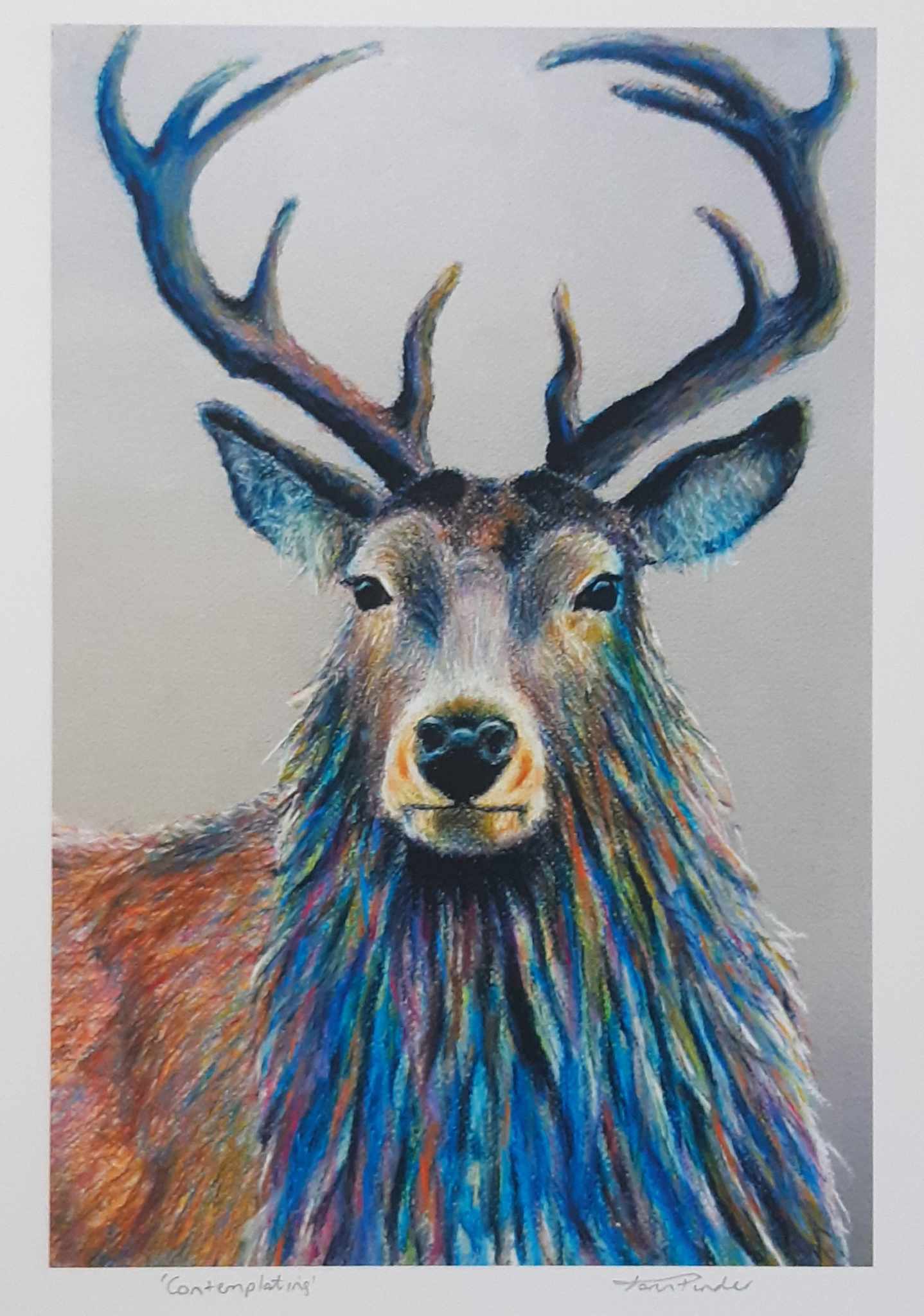 Contemplating Wild Stag Wall Art Print